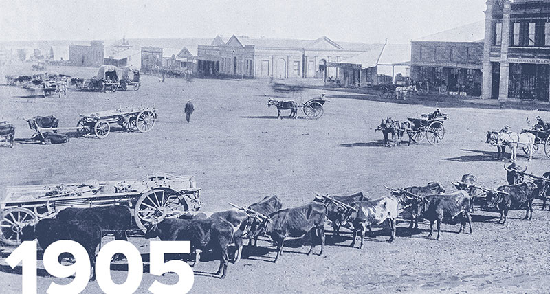 Old photo of cows lined up next to wagons
